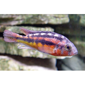 Haplochromis Kribensis Haplochromis Kribensis