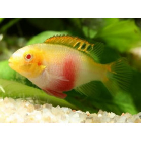 Pelvicachromis pulcher albino (red) Pelvicachromis pulcher albino (red)