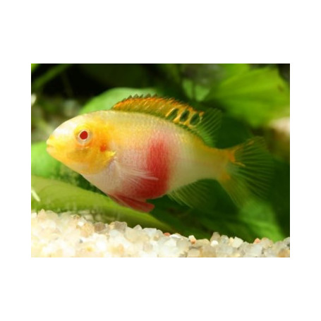 Pelvicachromis pulcher albino (red)