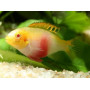 Pelvicachromis pulcher albino (red)