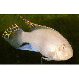 Pelvicachromis pulcher gold-albino Pelvicachromis pulcher gold-albino
