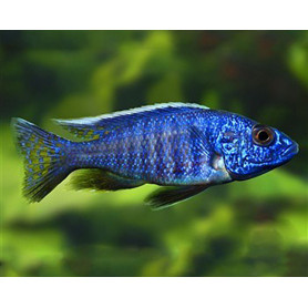 Haplochromis Fryeri Haplochromis Fryeri