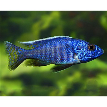 Haplochromis Fryeri