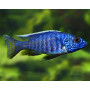 Haplochromis Fryeri