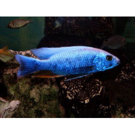 Haplochromis Fryeri Iceberg Haplochromis Fryeri Iceberg