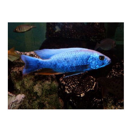 Haplochromis Fryeri Iceberg