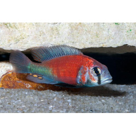 Haplochromis Hippo Point Salmon SP Haplochromis Hippo Point Salmon SP