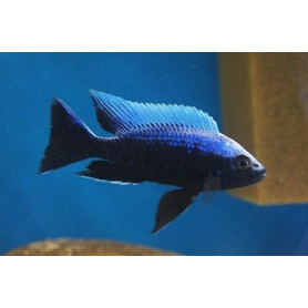 Haplochromis Ivory Undu Reef Haplochromis Ivory Undu Reef
