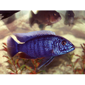 Haplochromis Jacksoni Ahli Haplochromis Jacksoni Ahli