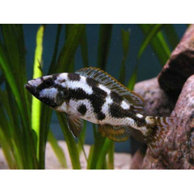 Haplochromis Livingstonii Haplochromis Livingstoni