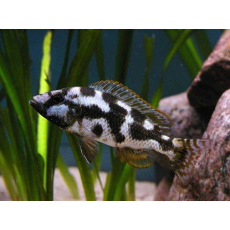 Haplochromis Livingstoni