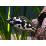 Haplochromis Livingstoni
