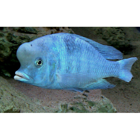 Haplochromis Moorii