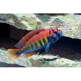 Haplochromis Nyererei Haplochromis Nyererei