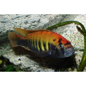 Haplochromis Nyererei Ruti Island Haplochromis Nyererei Ruti Island