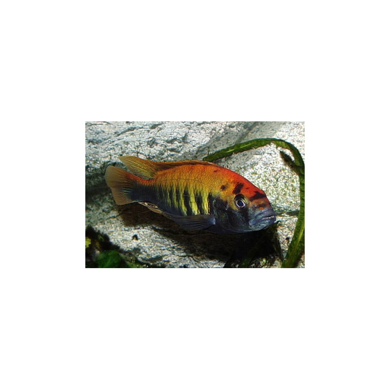 Haplochromis Nyererei Ruti Island