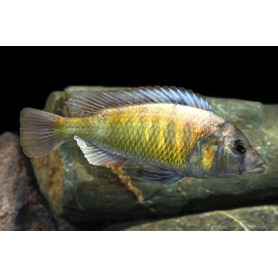 Haplochromis Obliquidens Haplochromis Obliquidens