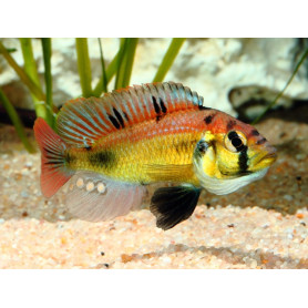 Haplochromis SP Yellow Belly Haplochromis SP Yellow Belly
