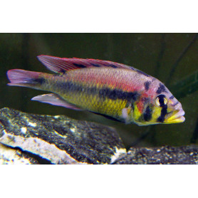 Haplochromis Aeneocolor Haplochromis Aeneocolor