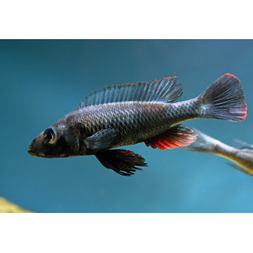 Haplochromis Theuertherion Haplochromis Theuertherion