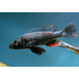 Haplochromis Theuertherion