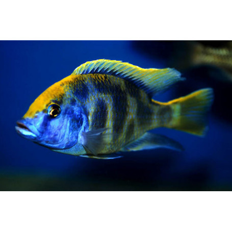 Haplochromis Venustus