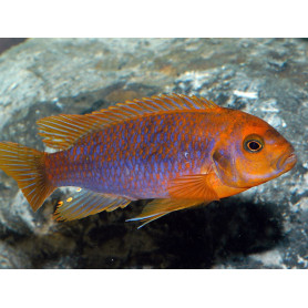Iodotropheus Sprengeri Iodotropheus Sprengeri