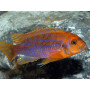 Iodotropheus Sprengeri