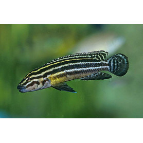 Julidochromis Regani Zambia Julidochromis Regani Zambia