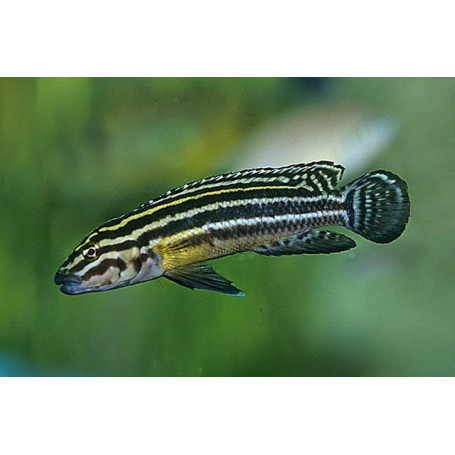 Julidochromis Regani Zambia
