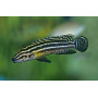 Julidochromis Regani Zambia
