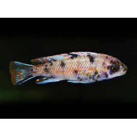 Labeotropheus Fuelleborni  Marmel Labeotropheus Fuelleborni  Marmel