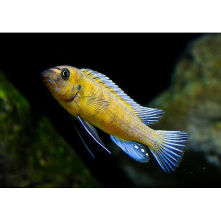 Labeotropheus Trewavasae Chilumba