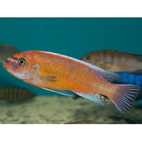 Labeotropheus Trewavasae Red Labeotropheus Trewavasae Red