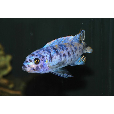 Labeotropheus Trewavasae Marmalade