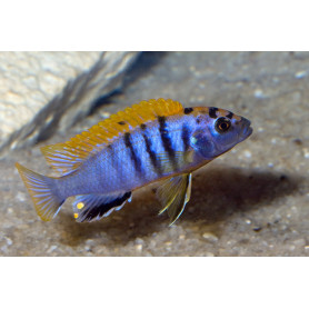 Labidochromis Hongi Labidochromis Hongi