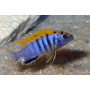Labidochromis Hongi