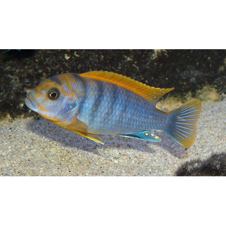 Labidochromis Hongi Orange