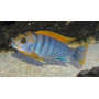 Labidochromis Hongi Orange