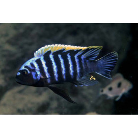 Labidochromis SP Mbamba Labidochromis SP Mbamba