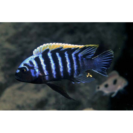 Labidochromis SP Mbamba