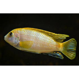 Labidochromis SP Perlmutt Labidochromis SP Perlmutt