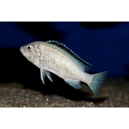Labidochromis SP White
