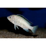 Labidochromis SP White
