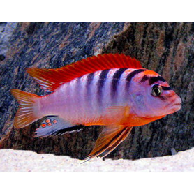 Labidochromis Hongi Red Top Labidochromis Hongi Red Top