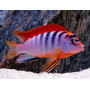 Labidochromis Hongi Red Top