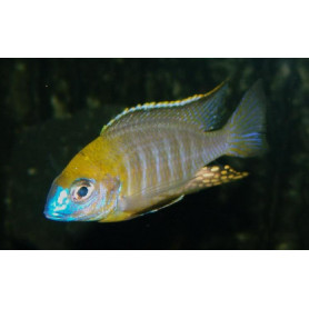Lethrinops Yellow Collar Masimbwe Lethrinops Yellow Collar Masimbwe