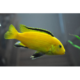 Labidochromis Species Yellow Labidochromis Species Yellow