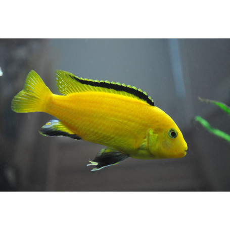 Labidochromis Species Yellow