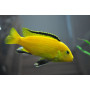 Labidochromis Species Yellow